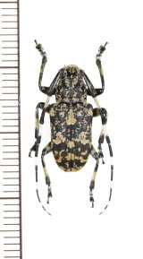 画像: イシガキゴマフカミキリ　♂　沖縄本島