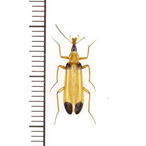 画像: ホソジョウカイモドキの一種　Prionoceridae species　オマーン