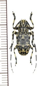 画像: イシガキゴマフカミキリ　♂　沖縄本島