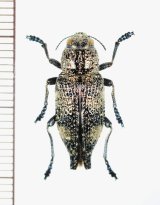 画像: フタオタマムシ属の一種  Dicerca sp. ♂  ベトナム北東部