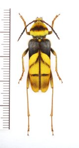 画像: オオトラカミキリの一種 　Xylotrechus magnificus　♀　ベトナム北東部
