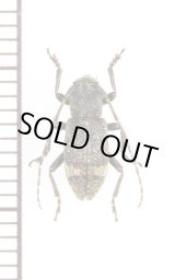 画像: ツシマハネナシサビカミキリ ♂ 対馬