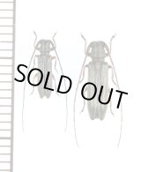 画像: キクスイモドキカミキリ　ペア 　対馬