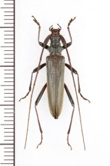 画像: ホソカミキリ ♀   対馬