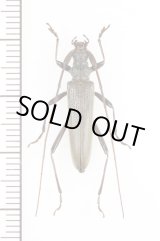 画像: ホソカミキリ　♀　  対馬