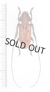 画像: ホシベニカミキリ　♂　対馬