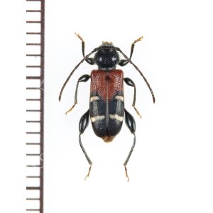 画像: アカネカミキリ　♀　対馬