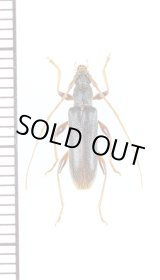 画像: リュウキュウヒメカミキリ　♀　沖永良部島