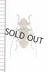 画像: ゴマフサビカミキリ　♂　伊平屋島