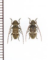 画像: ゴマフサビカミキリ ペア 伊平屋島