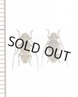 画像: ゴマフサビカミキリ　ペア　伊平屋島