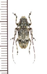 画像: クメジマコウノゴマフカミキリ ♂ 伊平屋島