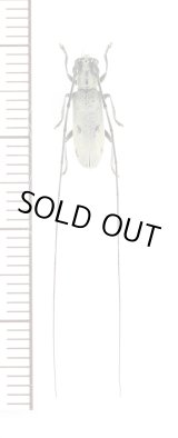 画像: オキナワジャノメカミキリ　♀　沖縄本島