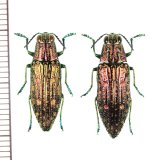 画像: アオマダラタマムシ　ペア　対馬