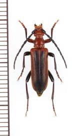 画像: ヒゲブトハナカミキリ　♂　青森県