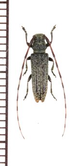 画像: キンケチャイロカミキリ　♂　沖永良部島