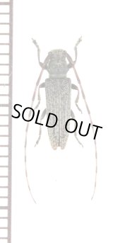 画像: キンケチャイロカミキリ　♂　沖永良部島