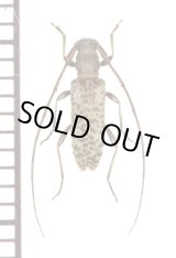 画像: エラブモモブトトゲバカミキリ　♀　沖永良部島