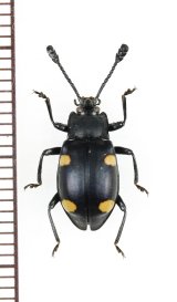 画像: テントウムシダマシの一種　Endomychidae species　ベトナム北西部