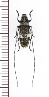 画像: アマミヒメヒゲナガカミキリ　♀　奄美大島