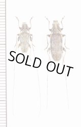 画像: アマミコブヒゲカミキリ　ペア　奄美大島