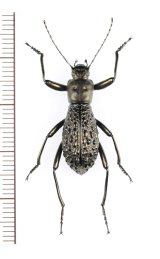 画像: ゴミムシダマシの一種　Morphostenophanes sp.　♂　ベトナム北西部