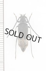 画像: クロコバネカミキリ　♀　奄美大島