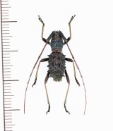 画像: カミキリムシの一種　Paroriaethus multispinis　♂　中国（雲南省）