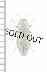 画像: キュウシュウクロホシタマムシ　日本亜種　奄美大島