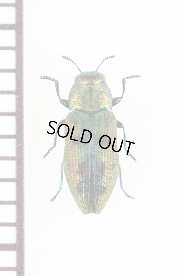 画像1: キュウシュウクロホシタマムシ　日本亜種　奄美大島