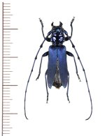 画像: カミキリムシの一種　Pseudocallidium violaceum　♂　中国（雲南省）