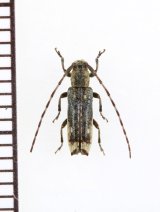 画像: ニセコゲチャサビカミキリ　♀　伊平屋島