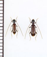 画像: ツシマアメイロカミキリ　名義タイプ亜種　ペア　対馬