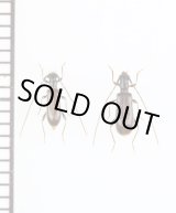 画像: ツシマアメイロカミキリ　名義タイプ亜種　ペア　対馬