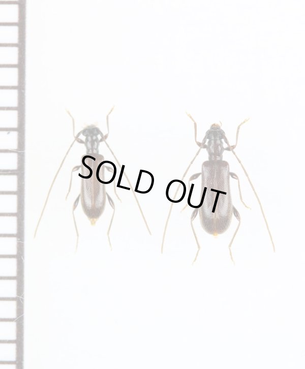 画像1: ツシマアメイロカミキリ　名義タイプ亜種　ペア　対馬