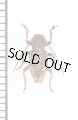 画像: キュウシュウハネナシサビカミキリ　♀　トカラ列島（中之島）