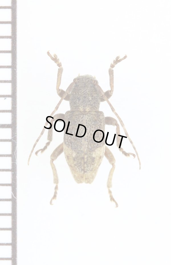 画像1: キュウシュウハネナシサビカミキリ　♀　トカラ列島（中之島）