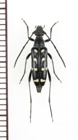 画像: キモンハナカミキリ　♀　対馬