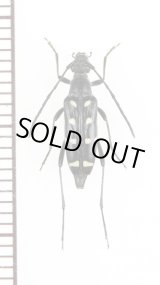 画像: キモンハナカミキリ　♀　対馬