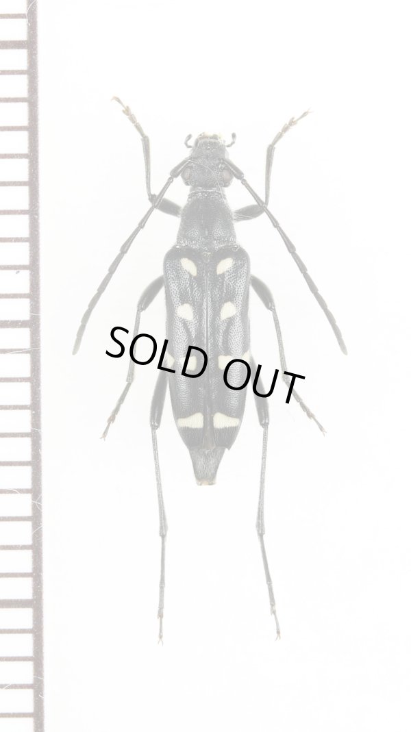 画像1: キモンハナカミキリ　♀　対馬