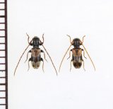 画像: ツシマニイジマチビカミキリ　ペア　対馬
