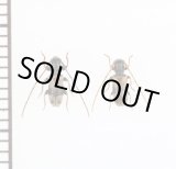 画像: ツシマニイジマチビカミキリ　ペア　対馬