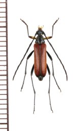 画像: ベニバハナカミキリ　♂　青森県