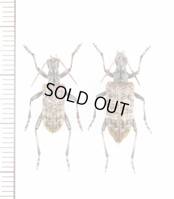 画像1: エゾハイイロハナカミキリ　ペア　  北海道