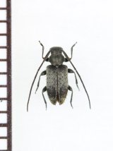 画像: ツシマケシカミキリ　♀　対馬