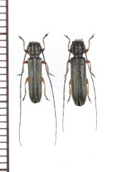 画像: キクスイモドキカミキリ　ペア 　兵庫県