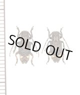 画像: アトモンサビカミキリ　ペア　対馬