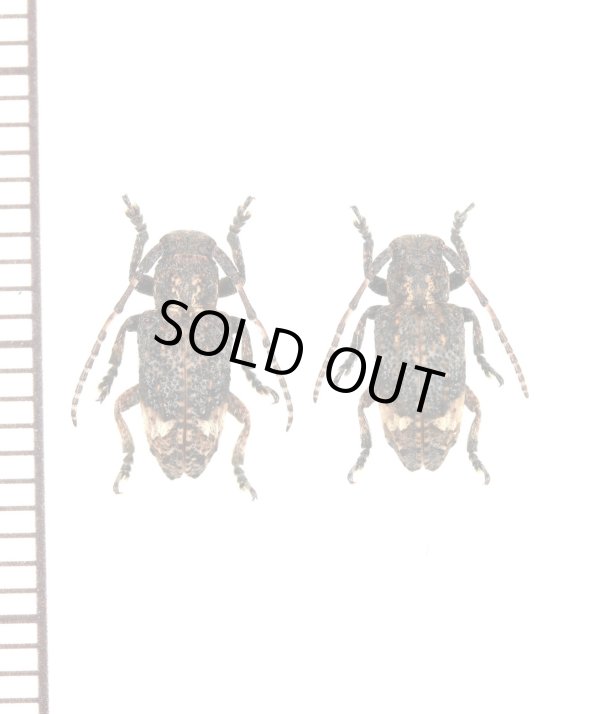 画像1: アトモンサビカミキリ　ペア　対馬