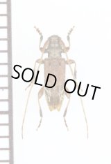 画像: クモノスモンサビカミキリ　♂　兵庫県