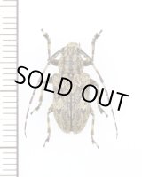 画像: チャゴマフカミキリ　♀　福岡県